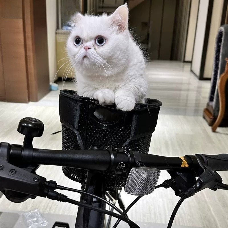 Foldable Bicycle Dog Basket,Pe - Mountain Biking With Dog 评论和价格